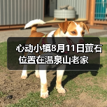 心动小镇8月11日萤石位置在温泉山老家（图4）